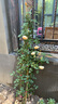坤卉薔薇花苗爬藤耐寒藤本月季特大爬墻花卉陽(yáng)臺盆栽庭院植物四季開(kāi)花 王妃（當年開(kāi)花爆滿(mǎn)） 1.6米左右爬藤特大苗 曬單實(shí)拍圖