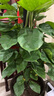 臨雅大葉綠蘿柱客廳綠植大盆栽天堂鳥(niǎo)發(fā)財樹(shù)室內新房除甲醛大型植物 綠蘿柱1.4-1.5米【原盆原土】 曬單實(shí)拍圖