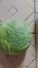 現(xiàn)摘現(xiàn)發(fā)卷心菜當季包菜包心菜農(nóng)家自種蔬菜蓮花白綠包菜新鮮整箱 帶箱5斤 曬單實拍圖