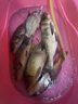 單層魚網(wǎng)沉網(wǎng)捕魚網(wǎng)浮網(wǎng)白條網(wǎng)絲網(wǎng)拉網(wǎng)鯽魚網(wǎng)掛子魚網(wǎng)白絲鰱魚網(wǎng) 1.2米高4指50米長單層沉網(wǎng) 曬單實(shí)拍圖