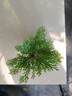 好養活迷你小盆栽綠植物辦公室內桌面盆景九死還魂草卷柏蕨類(lèi)景觀(guān) 珍品單桿+陶瓷方形盆+種植土 含盆 曬單實(shí)拍圖