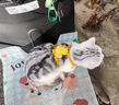 阿莫爾背心式狗狗牽引繩小黃鴨胸背帶泰迪比熊博美幼犬貓咪防掙脫遛狗繩 小黃鴨胸背帶 S-小型 曬單實拍圖