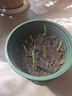 懶人熊10顆帶芽鈴蘭根花苗濃香小型盆栽綠植耐寒種球風(fēng)信子室內(nèi)花 鈴蘭帶芽15棵送2包肥料開花爆盆 曬單實拍圖