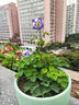 逸棵耬斗菜苗宿根耐寒耬斗菜花盆栽植物多年生貓爪花冷涼花卉 天鵝酒紅和白色1株小苗 曬單實(shí)拍圖