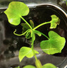 勝畫(huà)香蕉草水草植物魚(yú)缸專(zhuān)用造景擺件制氧陰性水培植物和魚(yú)共養綠植草 香蕉草小號1棵【生長(cháng)快 好養活】 曬單實(shí)拍圖