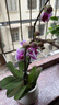 粉色蝴蝶蘭花卉年宵花盆栽好養(yǎng)春節(jié)送禮氛圍擺件室內(nèi)綠植桌面植物 粉色蝴蝶蘭3花劍組合裝【帶塑料盆栽好】 蝴蝶蘭桌面款 曬單實(shí)拍圖
