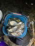 猛攻狂刃輕量小綜合釣魚(yú)竿手竿野釣臺釣竿手桿超輕硬魚(yú)竿7.2m全涂版 曬單實(shí)拍圖