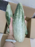 冰激淋玉菇甜瓜羊角蜜哈密瓜水果甜瓜新款鮮甜脆甜 【推薦】2.5斤凈重單果300克起 曬單實(shí)拍圖