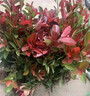 懶人熊紅葉石楠樹(shù)苗四季常青庭院別墅綠化苗木盆栽紅羅賓籬笆苗景觀(guān) 精品大杯苗 曬單實(shí)拍圖