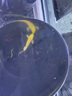 臺灣純種普身蝴蝶鯉觀賞魚冷水魚大鰭大尾冷水魚好養(yǎng)耐活包郵包活 貴妃白色5-8公分3條 曬單實拍圖