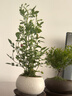八芽【四季開花】微型月季迷你超微多頭陽臺綠植植物室內(nèi)盆栽耐寒花卉 姬月季-白裂紋金邊盆-絲絨鋪面-紫砂托盤 整體高約10-20CM 曬單實拍圖