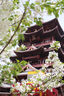 Canon佳能5D4 6D2 6D 5D3 5D2二手全畫幅單反相機(jī)專業(yè)學(xué)生入門級(jí)數(shù)碼相機(jī)/鏡頭套機(jī) 佳能6D一代【EOS 6D】 機(jī)身+永諾50mmF1.8小痰盂二代鏡頭 95成新 曬單實(shí)拍圖