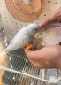 朝歌鳥鸚鵡零食水果蔬菜凍干訓練獎勵玄鳳牡丹虎皮專用鳥食飼料倉鼠用品 1桶 曬單實拍圖