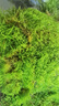 美園中苔蘚鮮活盆景鋪面微景觀植物水陸缸假山草造景材料細(xì)羽蘚短絨青苔 細(xì)羽苔蘚十盒（鮮活） 曬單實(shí)拍圖