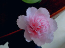 加厚皺紋紙diy花藝手工材料紙褶皺紙學(xué)生手工玫瑰花折紙幼兒園手工課花朵卷邊紙 加厚款淺粉色1卷 曬單實拍圖