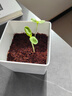 IAM City Farmer矮向日葵DIY兒童種植小盆栽向日葵種子幼兒園綠植小植物觀察10095 曬單實(shí)拍圖