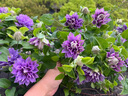 鐵線(xiàn)蓮大苗盆栽藤本爬藤花卉重瓣陽(yáng)臺庭院攀援四季植物帶盆發(fā)貨 円空 曬單實(shí)拍圖