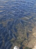 水安濁水安凈水寶魚塘渾水變清濁水凈渾水黃泥渾水產(chǎn)養(yǎng)殖魚塘水質(zhì)凈化 1袋試用裝（1kg）黃渾黑水均有效 曬單實拍圖