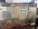 批發(fā)淡水大草魚苗淡水養(yǎng)殖魚苗活體飼料魚四大家魚鯽魚苗花鰱魚苗批發(fā) 正宗草魚苗1.5-3cm50條 曬單實拍圖