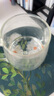蘇氏陶瓷（SUSHI CERAMICS）水墨龍騰盛世辦公杯非遺傳承人蘇愛珍老師作品J1021 曬單實拍圖