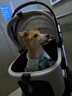 beberoadT6中型寵物推車(chē)輕便可折疊犬狗狗手推車(chē)貓咪外出小推車(chē)提籃可分離 T6米色-提籃可分離 順豐送貨上樓 曬單實(shí)拍圖