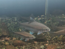 神陽(yáng)凍干南極磷蝦紅蟲(chóng)干魚(yú)糧飼料龍魚(yú)血鸚鵡羅漢地圖魚(yú)食烏龜南極蝦干 凍干南極鱗蝦300克/約3L（罐裝） 曬單實(shí)拍圖