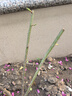 WMO薔薇花樹苗爬藤四季開花藤本月季耐寒花卉藤蔓庭院陽臺(tái)攀巖老樁 托馬斯 10年苗開花爆滿 曬單實(shí)拍圖