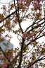 索尼（SONY）【官方直營】SEL50F18F  FE 50mm F1.8 全畫幅標(biāo)準(zhǔn)定焦鏡頭 索尼E卡口 曬單實拍圖