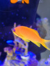 海金魚合集紫羅蘭馬代藍眼寶石紫后雙斑夏威夷櫻花海水魚活體觀賞 馬代藍眼寶石（母魚）【4-5 】 曬單實拍圖