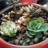 多肉植物精選圖片品種發(fā)貨照圖辦公室室內(nèi)陽臺桌面圖片品種指定品 乙女心+蒂亞+姬朧月+黃麗+盆土 曬單實拍圖