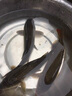 防水下水褲全身?yè)启~(yú)服捕魚(yú)連體褲加厚釣魚(yú)衣涉水衣服雨褲雨鞋漁褲 黑色 加厚牛紋100絲 40 曬單實(shí)拍圖