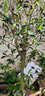 傾潤原生桂花樹(shù)苗高桿桂花大樹(shù)庭院地栽濃香型丹桂金桂盆栽四季桂花苗 四季金黃桂 5公分1.8-2米高當年開(kāi)花爆滿(mǎn) 曬單實(shí)拍圖