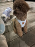 PUPPY GALLERY韓國進(jìn)口輕透狗狗胸背帶狗狗牽引繩遛狗繩寵物小狗背心式中小型犬 天藍色 S 胸圍39-46cm 體重5.9-7.9kg 曬單實(shí)拍圖