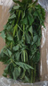 四川新鮮藿香葉魚(yú)香葉 露天現摘魚(yú)香菜藿香苗草 泡茶做菜霍香葉子 綠色 新鮮帶桿藿香葉500g 曬單實(shí)拍圖
