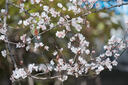 騰龍（Tamron）B061X 18-300mm F/3.5-6.3 Di III-A VC VXD防抖遠(yuǎn)攝大變焦微單鏡頭旅游（富士X口） 曬單實拍圖