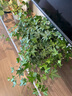 綠蔭巷子常春藤吊籃盆栽綠植花卉室內(nèi)客廳除甲醛凈化空氣好養(yǎng)耐陰四季常青 【原盆】常春藤30-60cm 曬單實(shí)拍圖