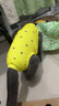 室內(nèi)空調(diào)服寵物衣服斯芬克斯無毛貓德文衣服彈力貓咪四腳衣薄 黃色愛心四腳衣 XL 約10-11斤 曬單實拍圖