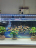 roxinLED魚缸節(jié)能夾燈水族箱架燈水草燈自然光魚缸燈頂變色爆藻燈專用 升級款三檔變色（55cm）14w 尺寸 曬單實拍圖