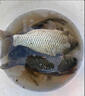 川澤PR浮漂行程漂草鳊翹超長醒目靈敏魚漂硬尾咬鉤不變色電子漂 PR-01【超長行程】吃鉛3g全長64-65cm 單支日夜兩用超長行程夜光漂 曬單實拍圖