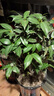 花翁茶花盆栽紅赤丹60-70cm高 庭院陽臺花卉植物源頭直發(fā) 曬單實拍圖