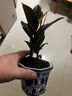 種花迷橡皮樹黑金剛盆栽植物室內(nèi)吸甲醛客廳凈化空氣四季綠植花卉 橡皮樹25-30高（發(fā)2顆 曬單實拍圖