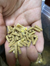 跑來跑去荷蘭豬豚鼠糧天竺鼠糧主糧主食飼料荷蘭鼠糧食寵物營養(yǎng)糧用品U 罐裝豚鼠糧1200ml 曬單實(shí)拍圖