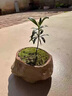 臨雅海島羅漢松微型盆景小盆栽室內植物迷你綠植好養活四季辦公室桌面 羅漢松+礁石杯 曬單實(shí)拍圖