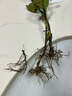 登越正宗茶葉苗龍井茶葉苗綠茶苗鐵觀(guān)音茶苗白茶樹(shù)苗毛尖茶苗綠化苗 精品綠茶4年苗【當年可采摘】 20cm(含)-30cm(不含) 曬單實(shí)拍圖