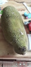 夢(mèng)茜兒現貨 海南黃肉菠蘿蜜 當季40斤整個(gè)新鮮水果三亞干苞木波羅蜜特產(chǎn) 15-20斤｜A+級品質(zhì)果 新鮮現摘 曬單實(shí)拍圖