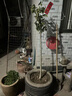 慕爾森桂花樹(shù)苗四季桂濃香型原生苗庭院盆栽地栽金桂別墅大桂花樹(shù)丹桂室 原生【狀元紅】開(kāi)花橙紅色 3公分粗【1.3-1.5米高】 曬單實(shí)拍圖