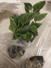 壽禾 辣椒苗各種椒苗壽光菜苗苗子朝天椒樹苗帶土發(fā)貨秋冬山東蔬菜苗 （六彩）七彩泡椒苗 6棵 曬單實(shí)拍圖