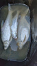 川品社 鰱鳙釣組彈簧小配件釣鰱魚(yú)專(zhuān)用手竿托餌器爆炸鉤固餌器配件 30枚【顏色隨機】 曬單實(shí)拍圖