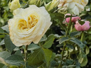 寶御安棒棒糖月季四季開花卉室外庭院花園植物盆栽綠植玫瑰花特大樁樹苗 嫁接多色棒棒糖月季 2公分粗（高一米左右） 曬單實拍圖