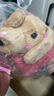 Jellycat英國高端毛絨玩具 粉色毛線衫臘腸犬14cm 生日禮物送女友 曬單實拍圖